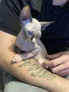 Kanadsky sphynx