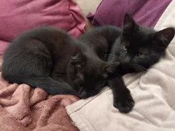 Darujeme koťata - černé kocourky