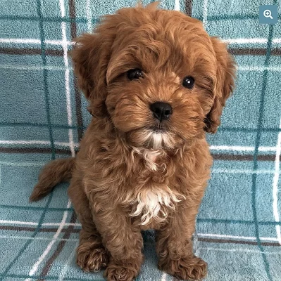 ADOPTUJI ŠTĚŇÁTKO CAVAPOO
