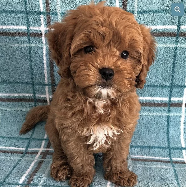 ADOPTUJI ŠTĚŇÁTKO CAVAPOO