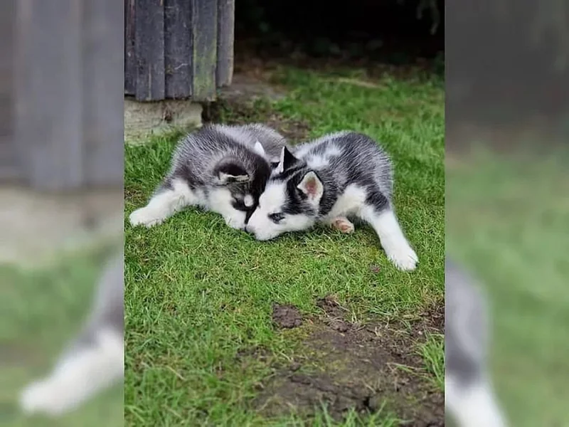Sibiřský husky na prodej s PP