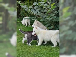 Sibiřský husky na prodej s PP
