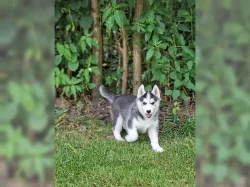 Sibiřský husky na prodej s PP