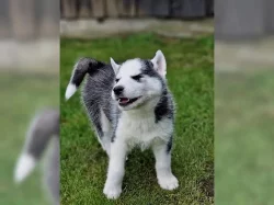 Sibiřský husky na prodej s PP