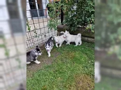 Sibiřský husky na prodej s PP