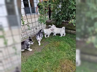 Sibiřský husky na prodej s PP