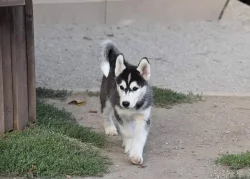 SIBIŘSKÝ HUSKY