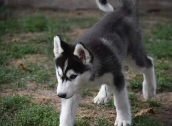 SIBIŘSKÝ HUSKY