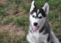 SIBIŘSKÝ HUSKY
