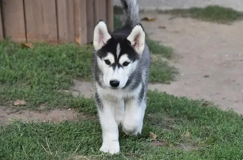 SIBIŘSKÝ HUSKY