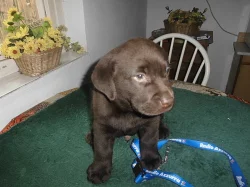 Labrador Retriever