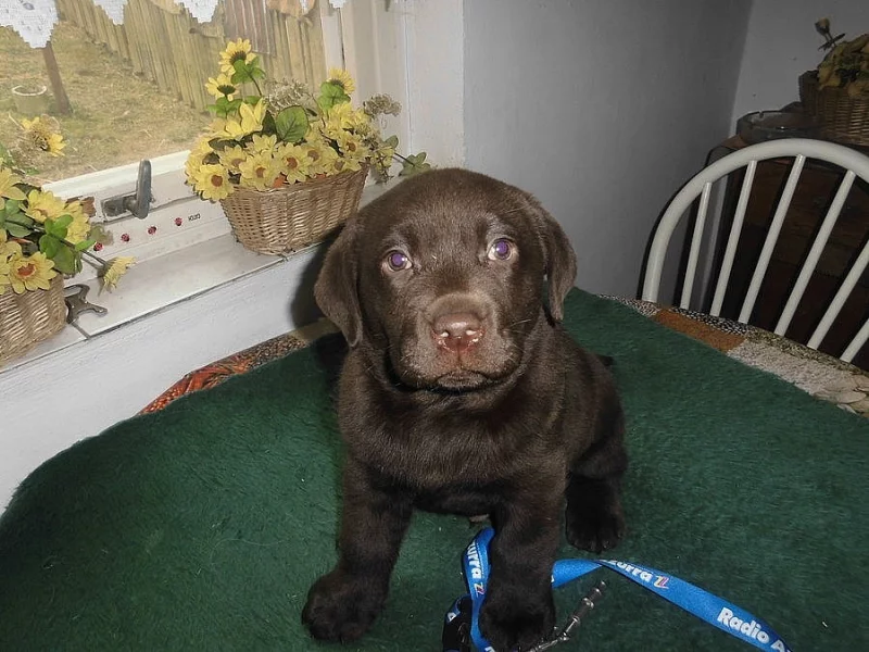 Labrador Retriever