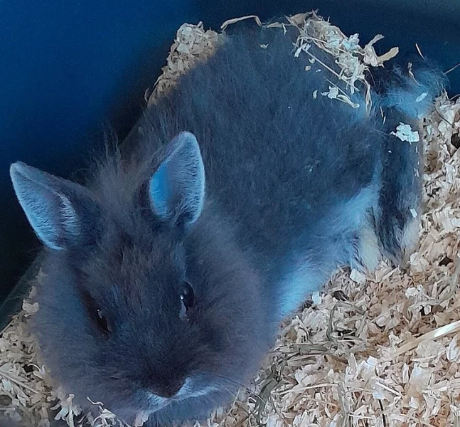 Daruji Teddy kralicka vcetne prepravky