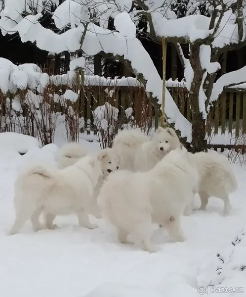 Samojed štěňátka s PP