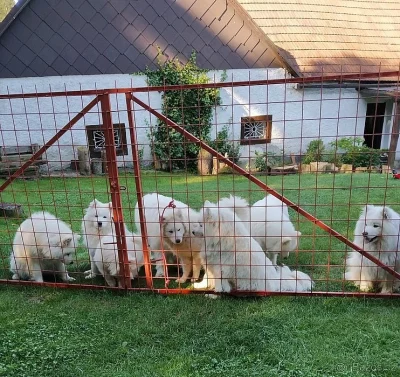 Samojed štěňátka s PP