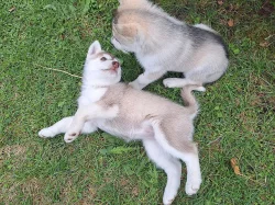 Sibiřský husky