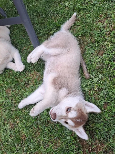 Sibiřský husky