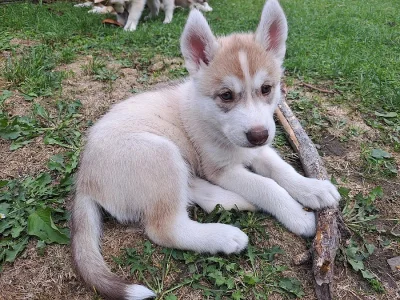 Sibiřský husky