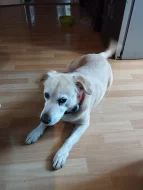 Hledám fenku pro Gádžu