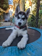 Sibirský husky s PP
