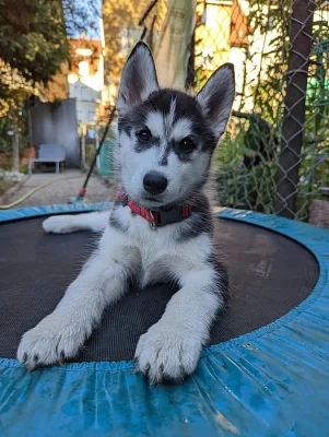 Sibirský husky s PP