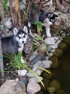 Sibirský husky s PP