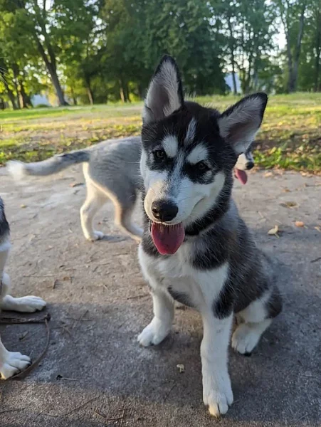 Sibirský husky s PP
