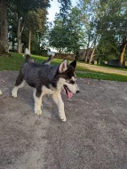 Sibirský husky s PP