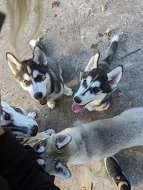 Sibirský husky s PP
