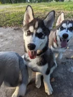 Sibirský husky s PP