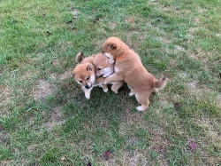 Prodám štěňátka Shiba Inu