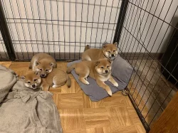sezamově červená shiba-inu