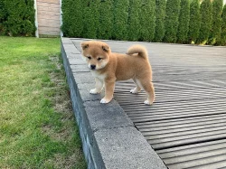 sezamově červená shiba-inu