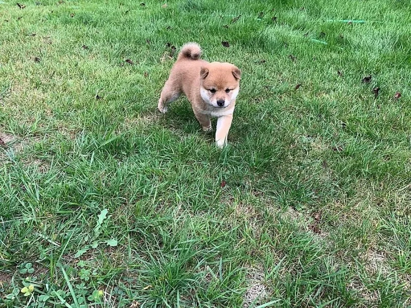 sezamově červená shiba-inu