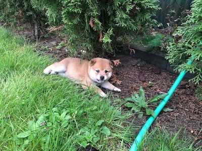 sezamově červená shiba-inu