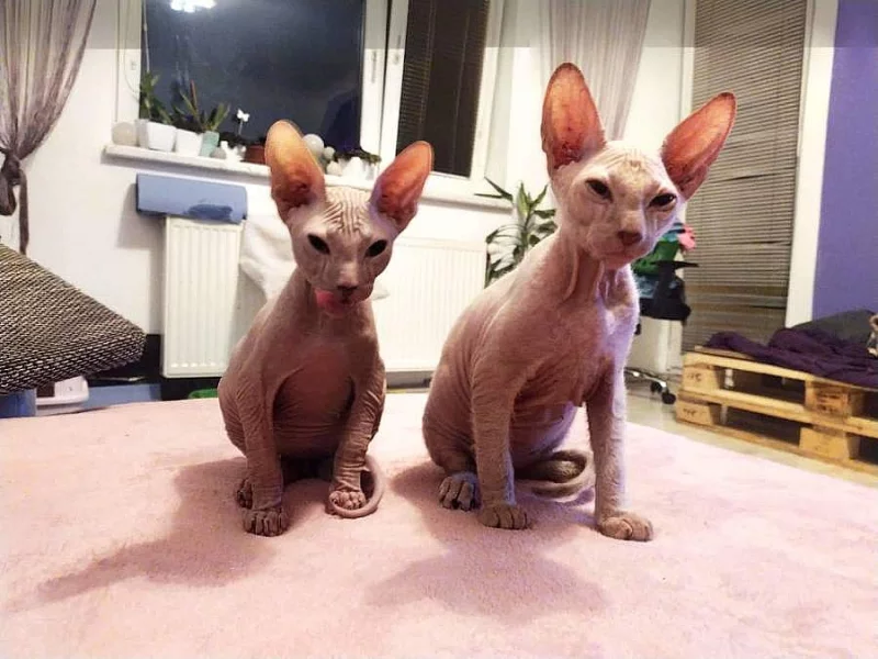 Don sphynx