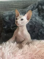 Don sphynx