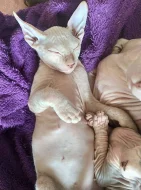 Don sphynx