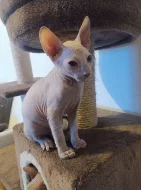 Don sphynx