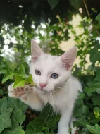Nádherné bílé kotě s dvoubarevnýma očima