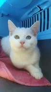 Nádherné bílé kotě s dvoubarevnýma očima