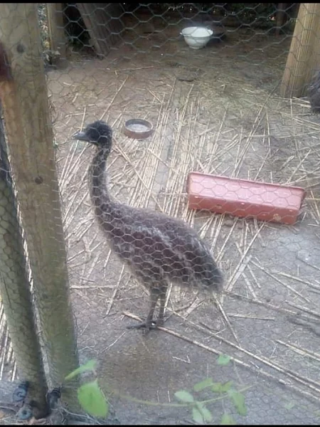 Pštros Emu