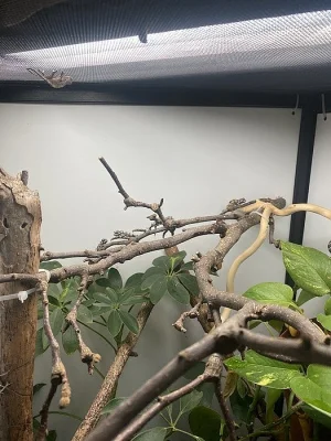 Chameleon Trioceros Jacksonii xantholopus