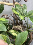 Chameleon Trioceros Jacksonii xantholopus