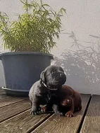 Labradorský Retriever PP