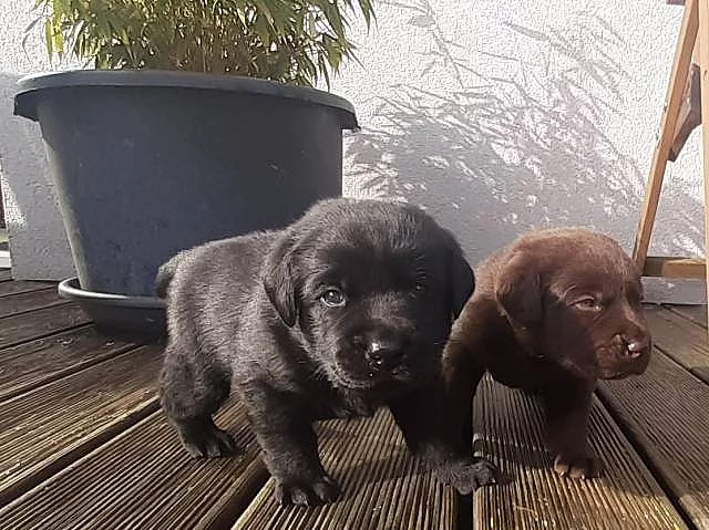 Labradorský Retriever PP