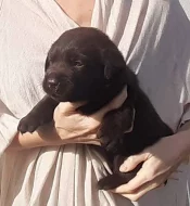 Labradorský Retriever PP
