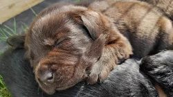 Labradorský Retriever PP