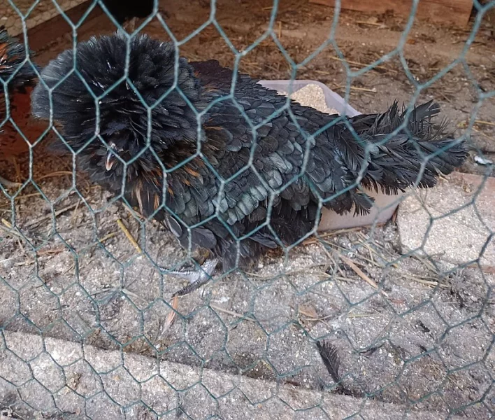 Paduánka Kohout + 2slepičky. Při rychlém jednání sleva