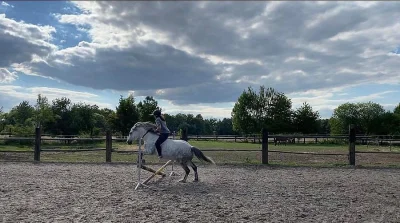 Prodám pony valacha
